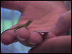 green_anole_hatchling_beside_dime