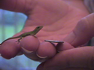 green_anole_hatchling_beside_dime