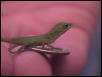 green_anole_hatchling_on_dime