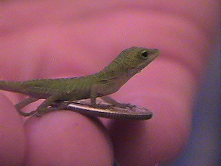 green_anole_hatchling_on_dime