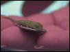 sleepy_anole_hatching_on_dime