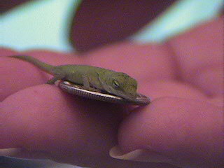 sleepy_anole_hatching_on_dime
