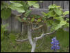 ChamRa_FigTree_Bluebonnet