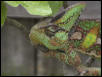 ChamRa_Face_in_FigTree_04_02