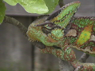 ChamRa_Face_in_FigTree_04_02