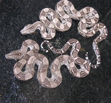 Peruvian Longicauda anerythristic pair