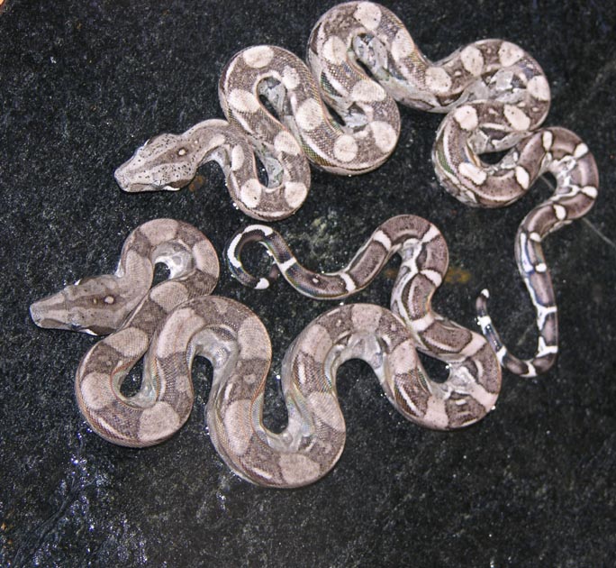 Peruvian Longicauda anerythristic pair
