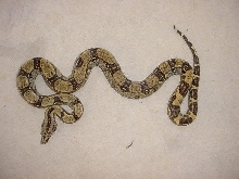 Peruvian Longicauda female - high contrast