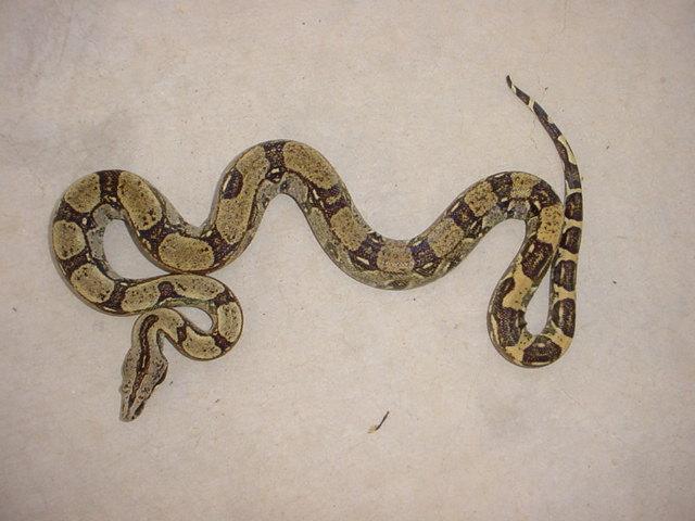 Peruvian Longicauda female - high contrast