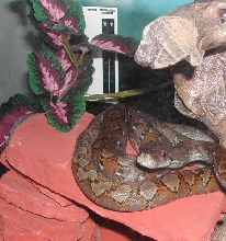 D'Artagnan, Super Dwarf x Jampea Dwarf Reticulated Python