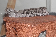 Leia, Anerythristic Peruvian Longicauda 2005 female