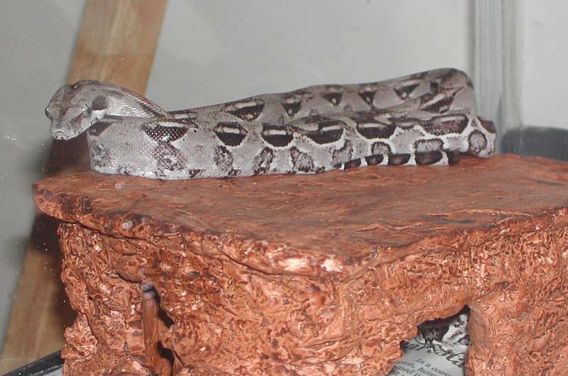 Leia, Anerythristic Peruvian Longicauda 2005 female