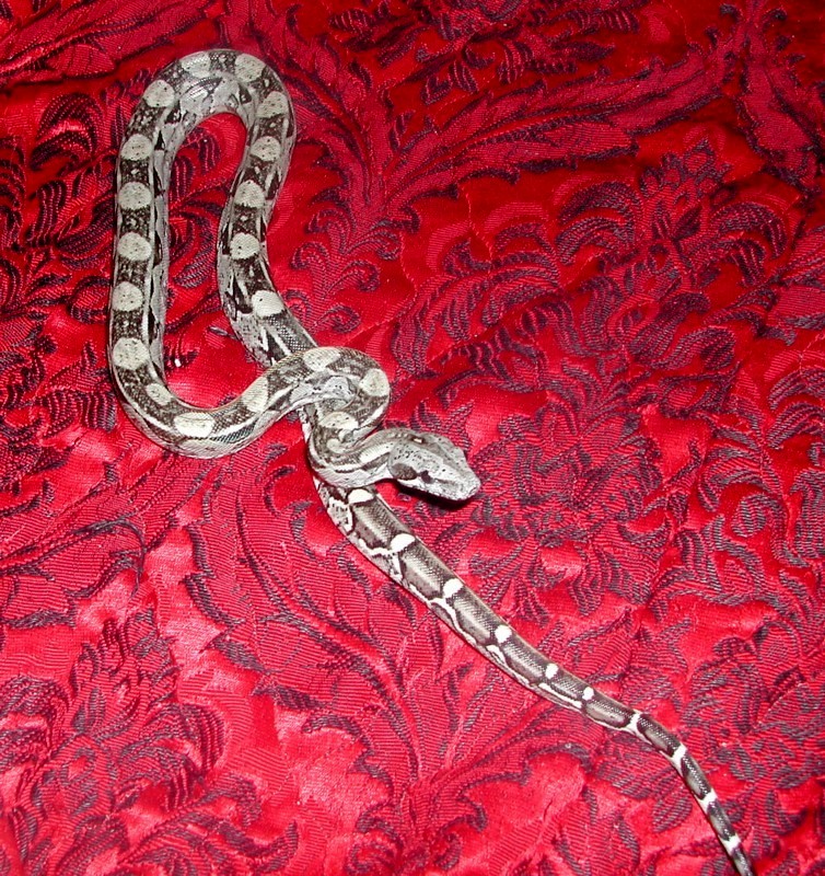 Luke, Anerythristic Peruvian Longicauda 2005  male
