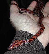 Red Rainbow baby