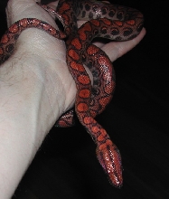 Red Rainbow Boa