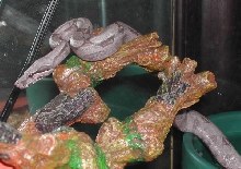 Bolivian Silverback Boa Gabriel