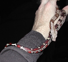 Purple Laddertail Guyanan