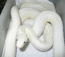 Leucistic Texas Rat Snake Gandalf the White