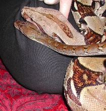 D'Artagnan and friend, Boa 'Baz