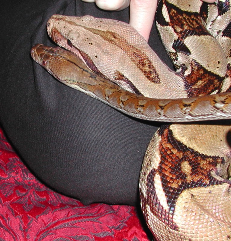 D'Artagnan and friend, Boa 'Baz
