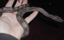 argentine boa, female high pink