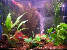 Tank