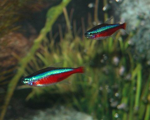 Cardinals