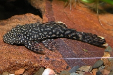 Bristlenose Catfish