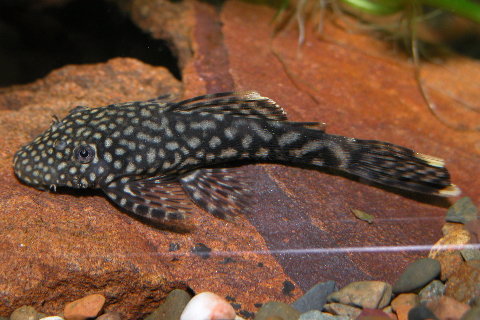 Bristlenose Catfish