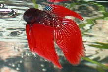 Siamese Fighting Fish