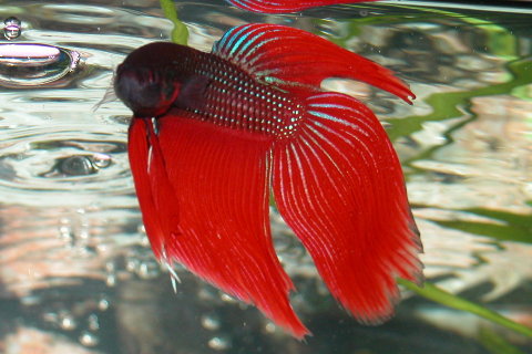 Siamese Fighting Fish