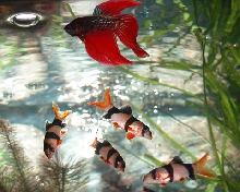 Clowns and Siamese