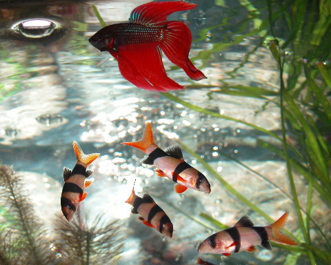 Clowns and Siamese
