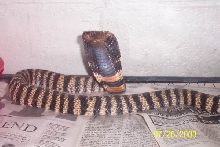 BARRED COBRA