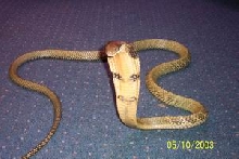 nice king!