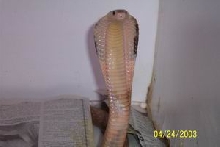 HET FOR LEUCISTIC
