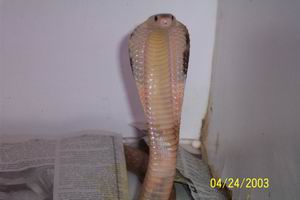 HET FOR LEUCISTIC