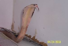HET FOR LEUCISTIC