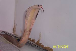 HET FOR LEUCISTIC