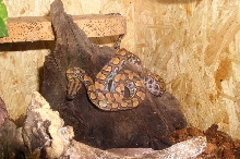 My BRB