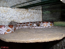 My Elaphe guttata