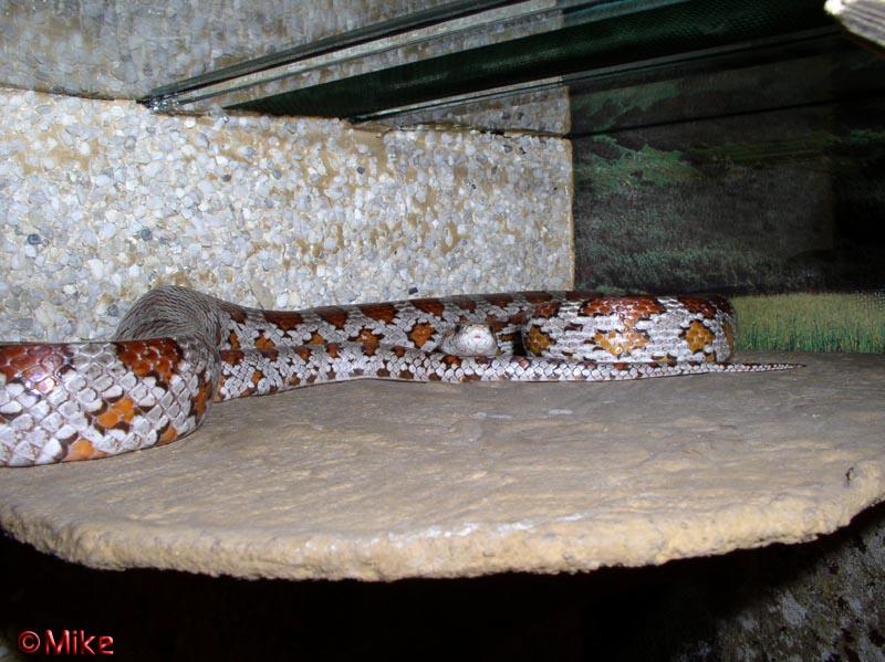 My Elaphe guttata