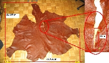 ostrich skin