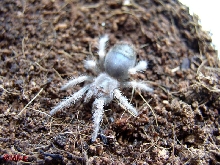 Smithi
