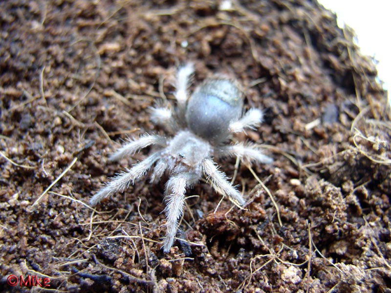 Smithi