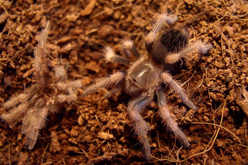 B. smithi