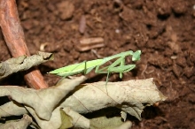 Anyone know this species?