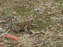 small american toad