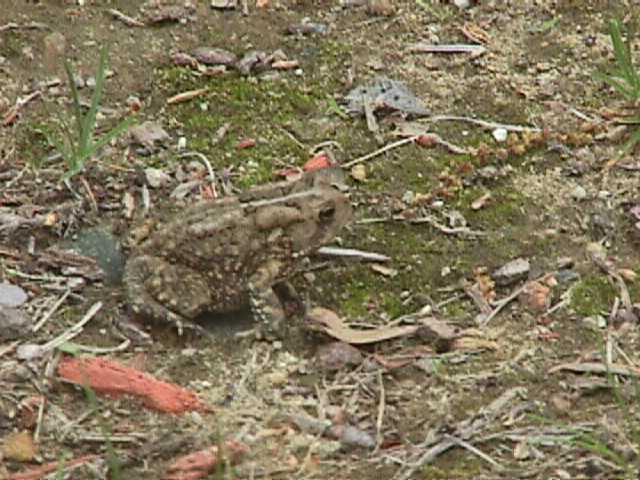 small american toad