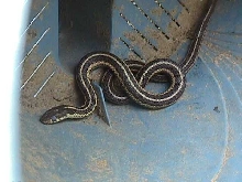 eastern garter snake